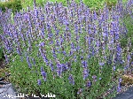 Hyssopus officinalis
